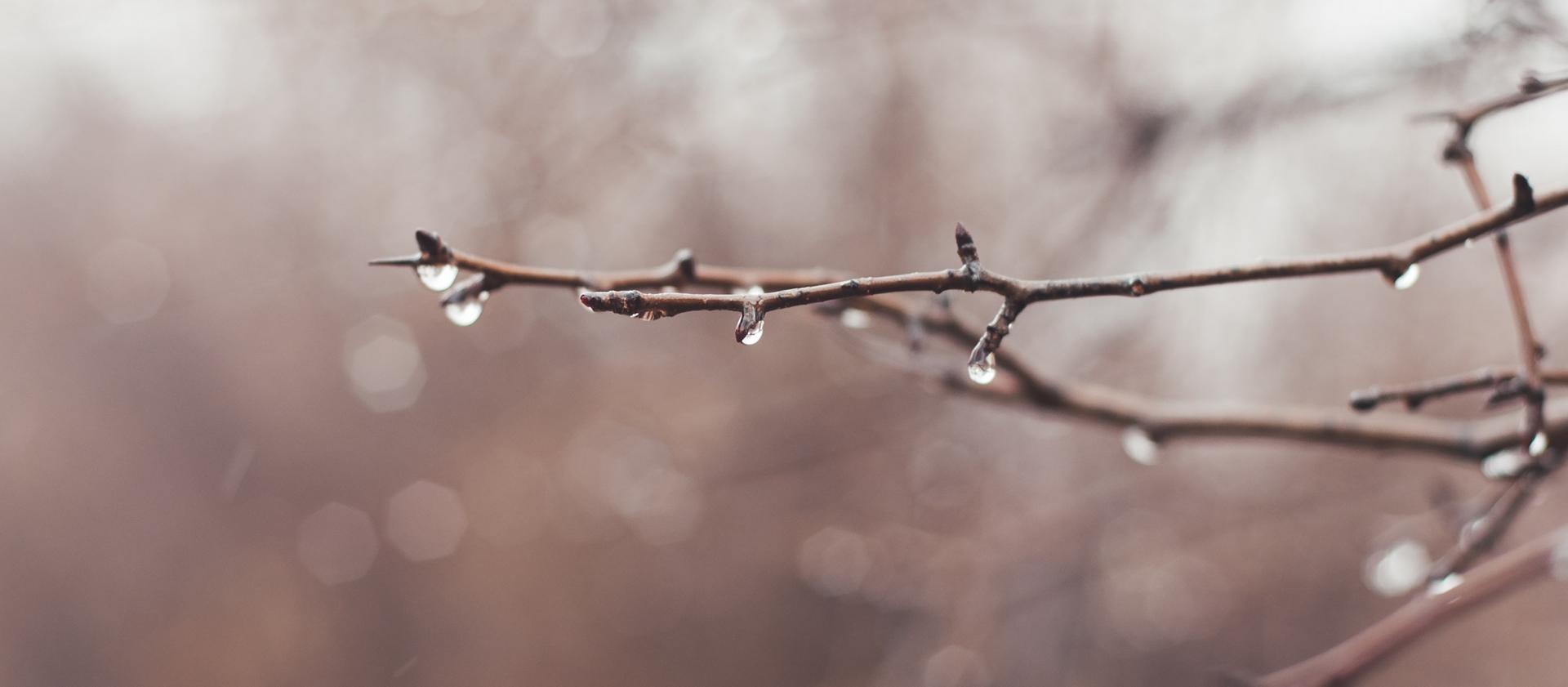 Des gouttes de pluie s’écoulent d’une branche d’arbre