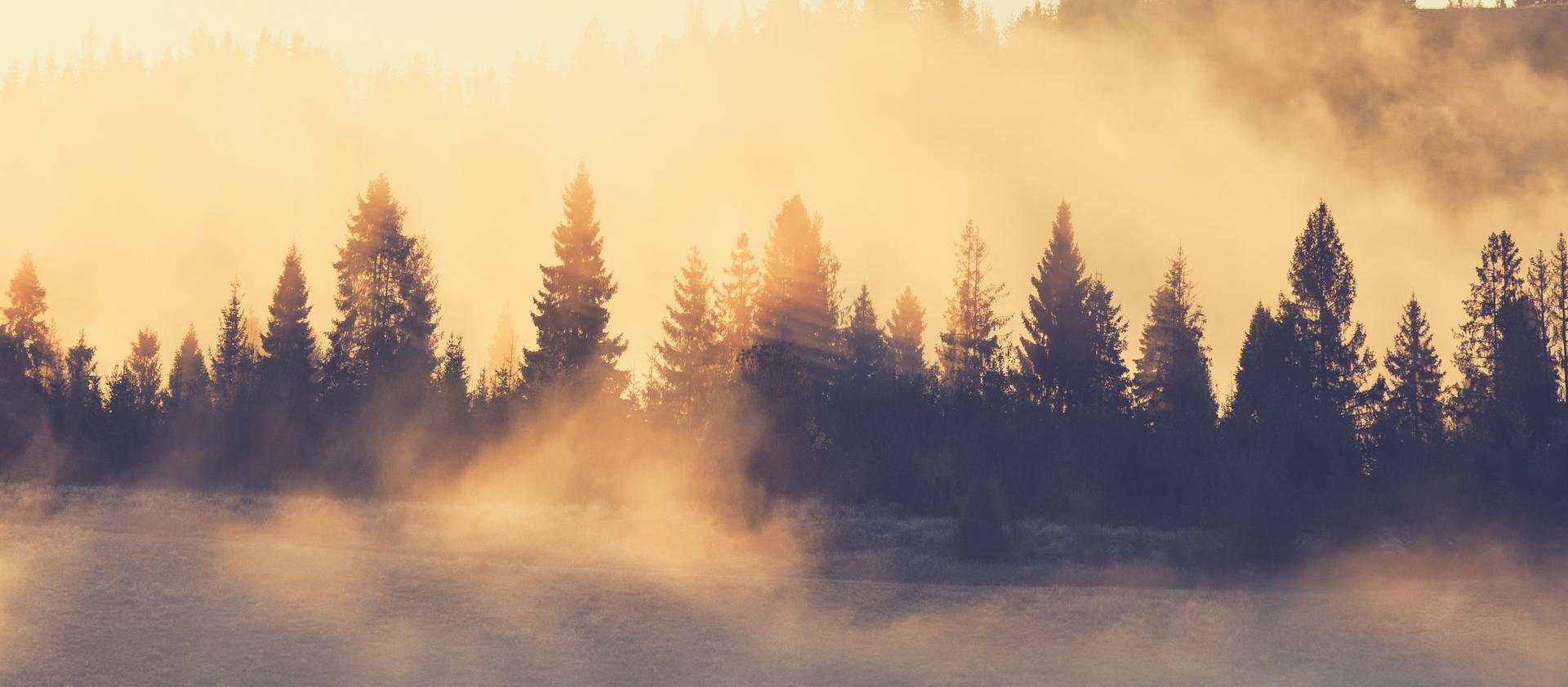 La brume s’élève d’une forêt après la fin d’une tempête de pluie