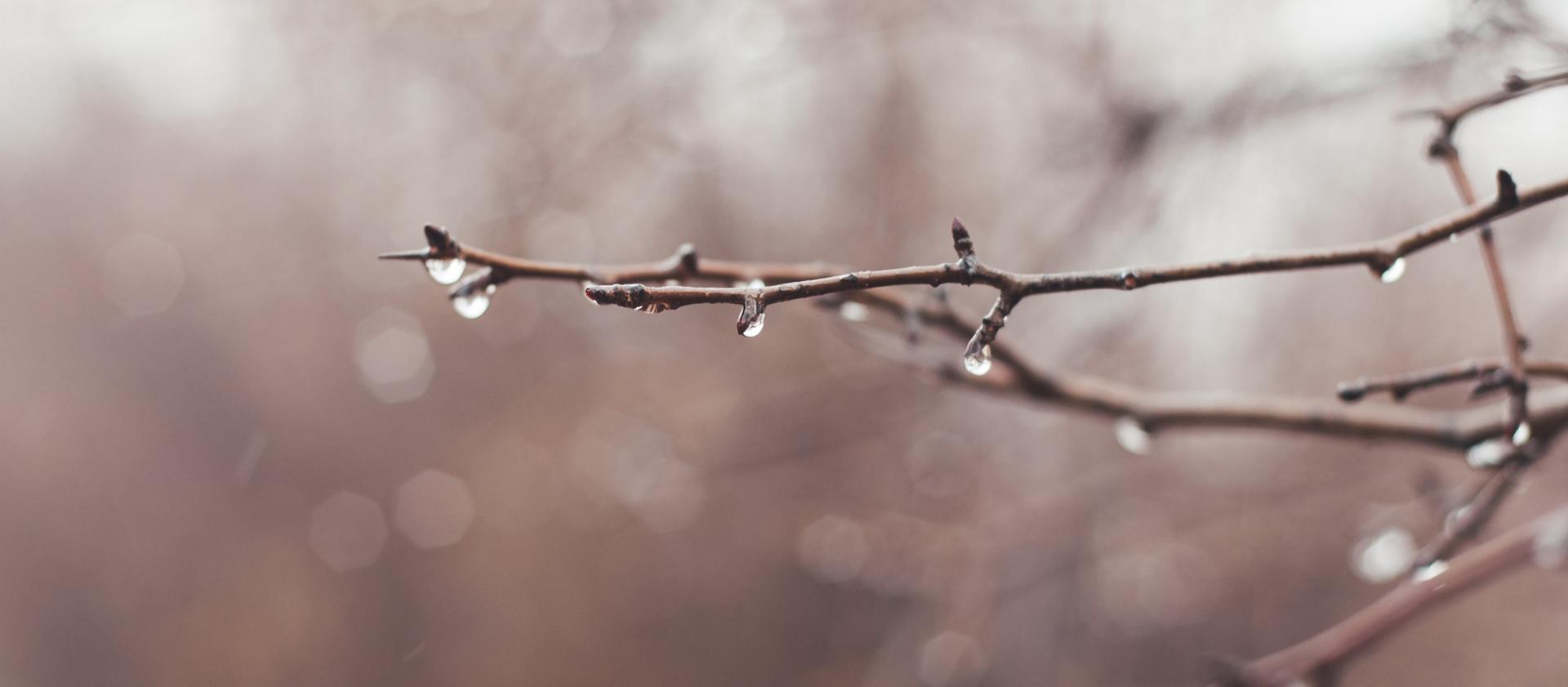 Des gouttes de pluie tombent d'une branche d'arbre