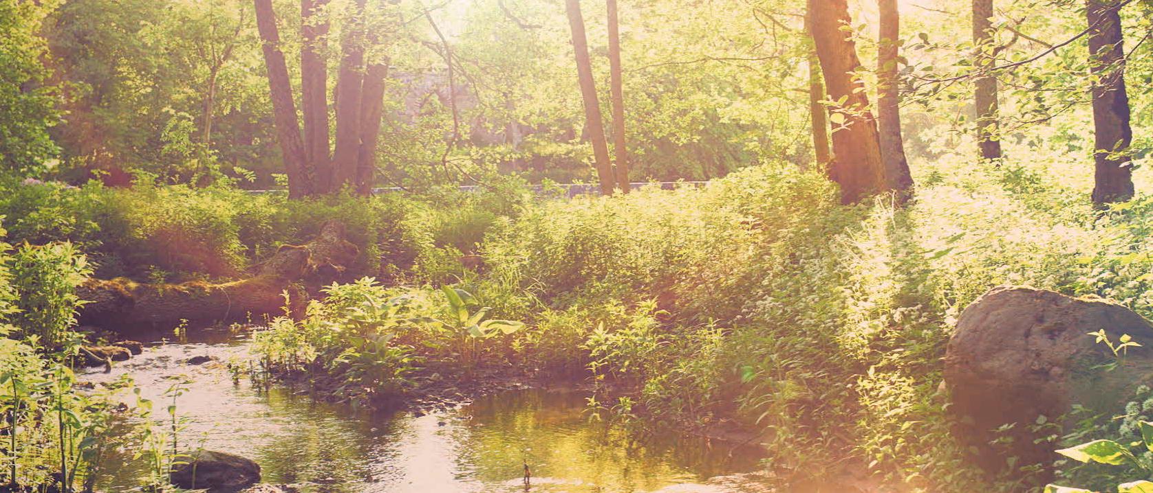 Vignette vidéo de la thématique Forest Meditation étendue montrant la lumière du soleil filtrant à travers une forêt verdoyante avec un petit ruisseau et des rochers.